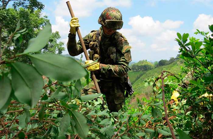 coca erradicacion